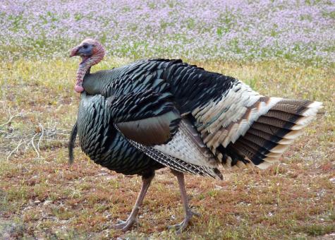 Free Stock Photo of Wild Turkey