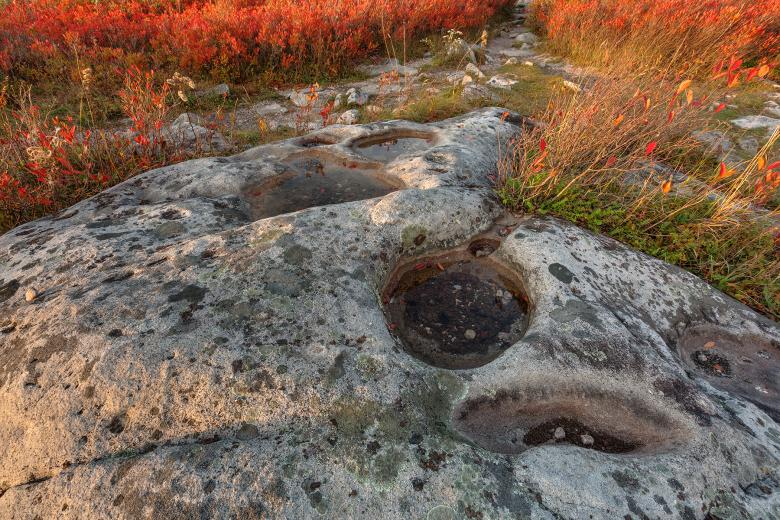 Free stock image of Autumn Huckleberry Fossil - HDR created by Nicolas Raymond