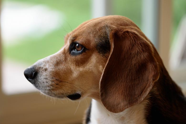 Free stock image of Beagle Dog created by Pixabay