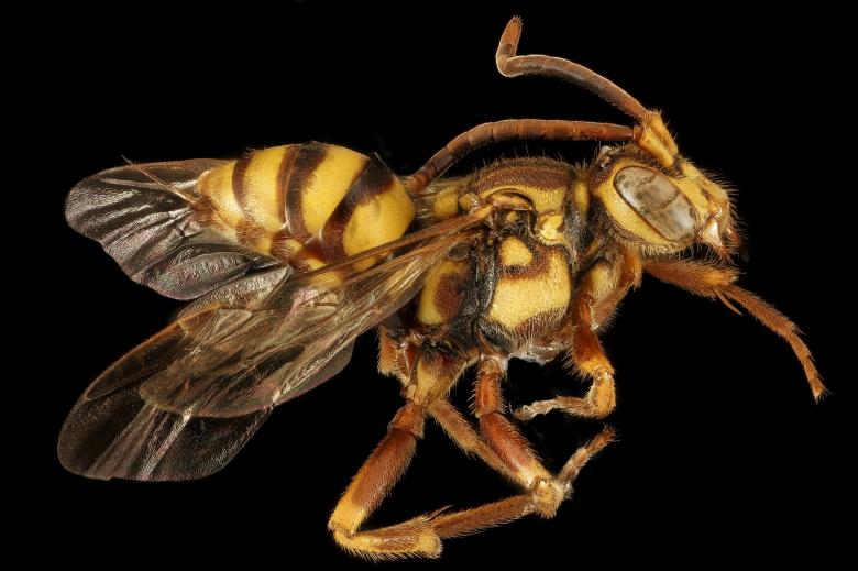 Free stock image of Bee Closeup created by Pixabay