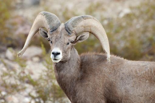 Bighorn Sheep - Free Stock Photo