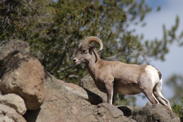 Free stock image of Bighorn Sheep created by Pixabay
