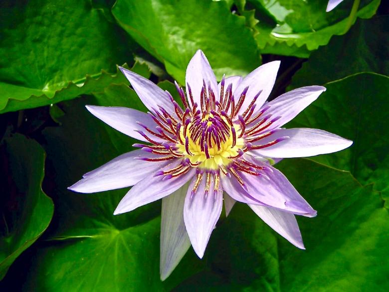 Free stock image of Blue Egyptian Lotus created by Pixabay