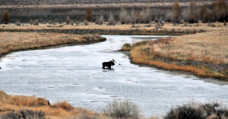 Free stock image of Bull Moose in the River created by Pixabay