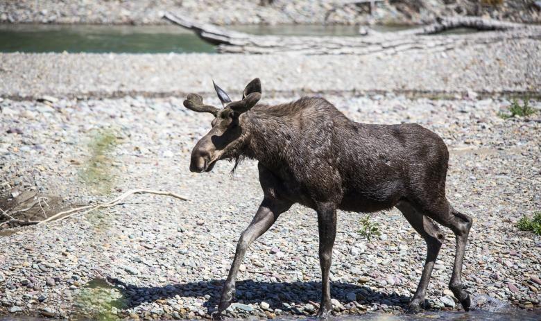Free stock image of Bull Moose created by Pixabay