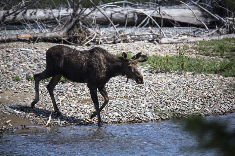 Free stock image of Bull Moose created by Pixabay