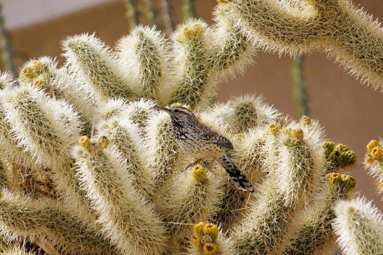 Free stock image of Cactus Wren created by Pixabay
