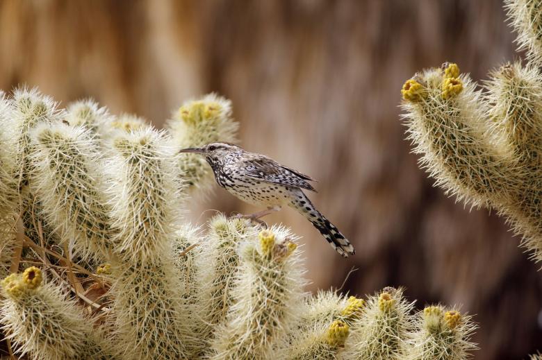 Free stock image of Cactus Wren created by Pixabay