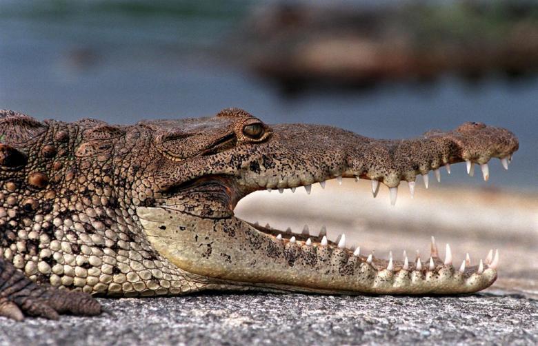 Free stock image of Wild Croc created by Pixabay