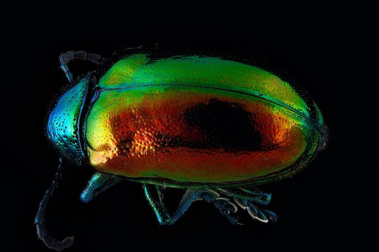Free stock image of Dogbane Beetle created by Pixabay