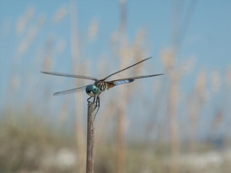 Free stock image of Dragonfly created by Pixabay