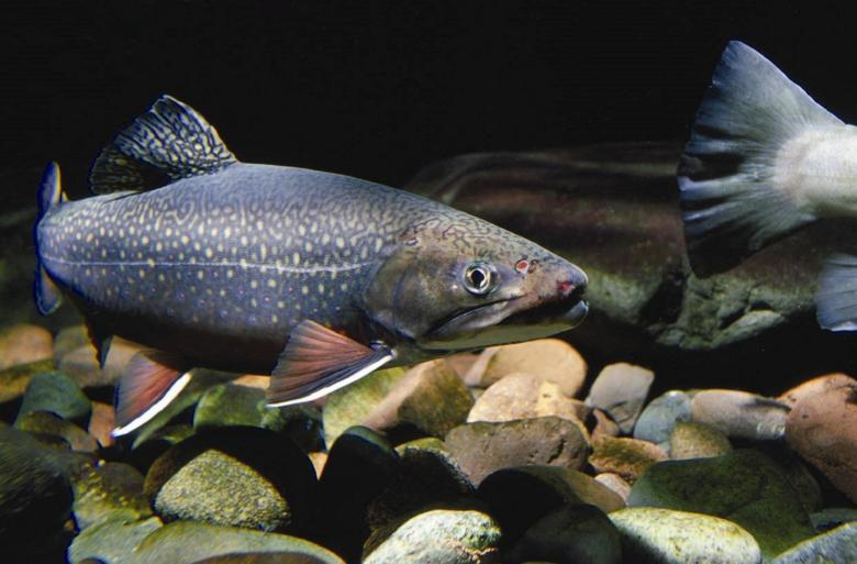 Free stock image of Eastern Brook Trout created by Pixabay