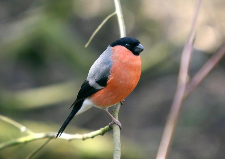 Free stock image of Eurasian Bullfinch created by Pixabay