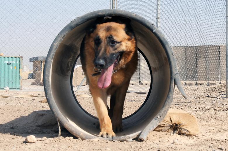 Free stock image of German Shepherd created by Pixabay