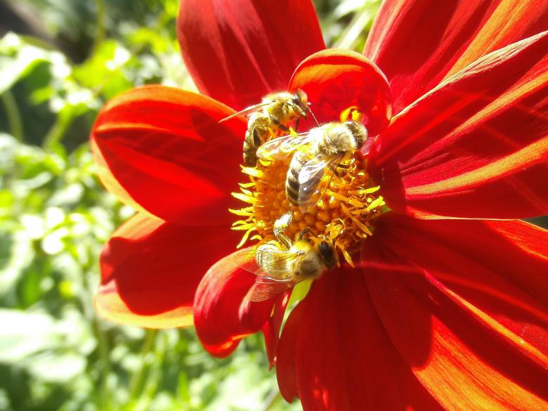 Free stock image of Honey Bee Pollinating created by Pixabay