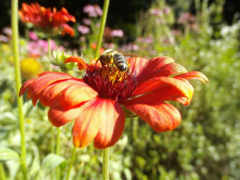 Free stock image of Honey Bee Pollinating created by Pixabay