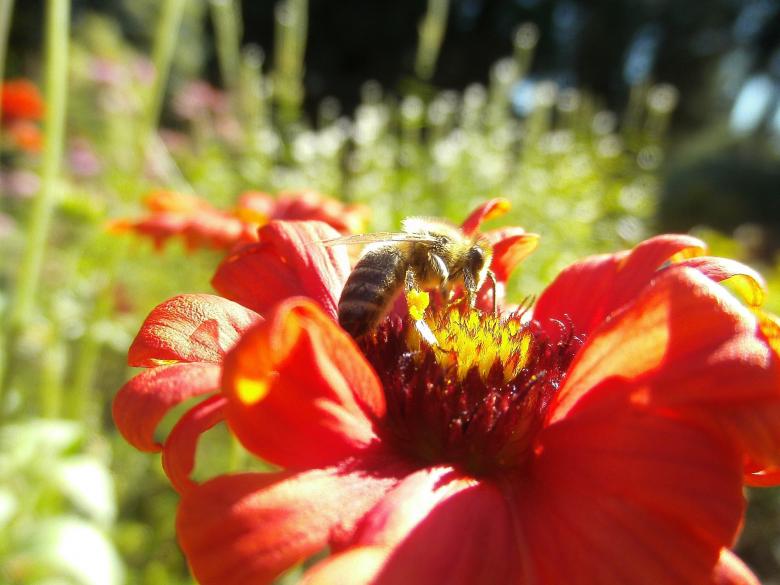 Free stock image of Honey Bee Pollinating created by Pixabay