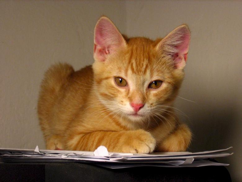 Free stock image of Brown Kitten created by Pixabay