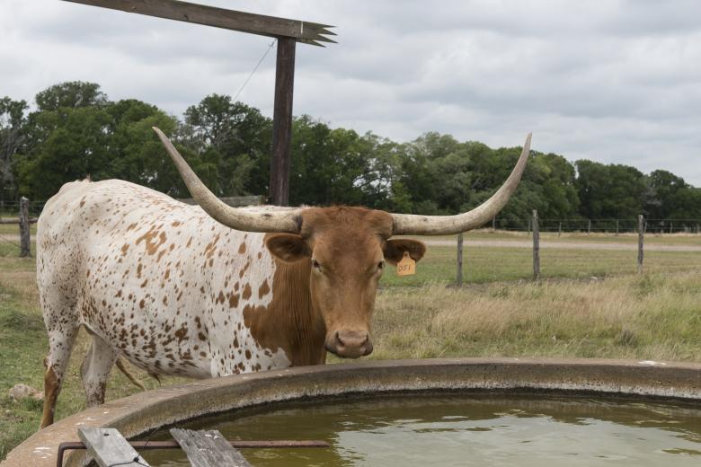 Free stock image of Longhorn Steer created by Pixabay