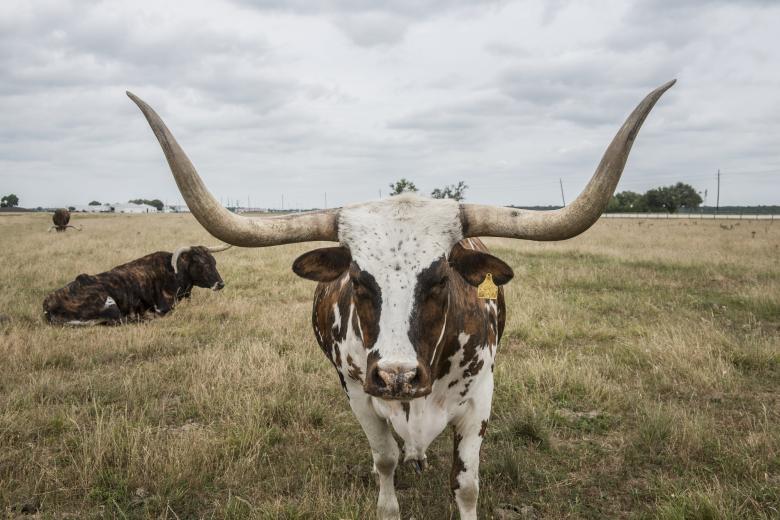 Free stock image of Longhorn Steer created by Pixabay