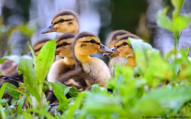 Free stock image of Mallard Chicks created by Pixabay