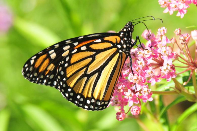 Free stock image of Monarch Butterfly created by Pixabay