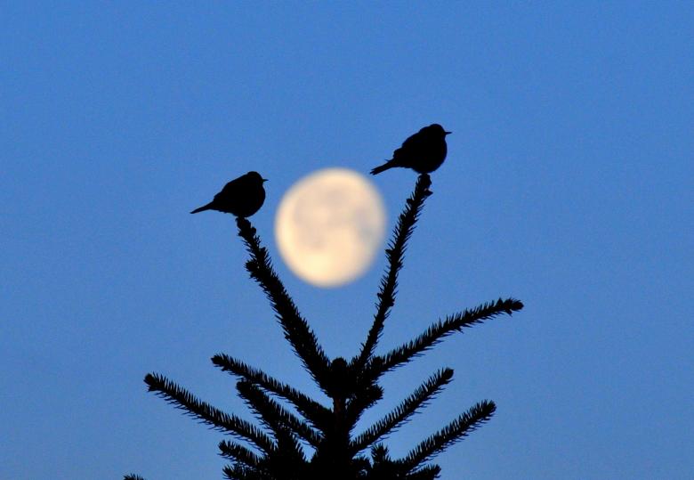 Free stock image of Mountain Bluebirds created by Pixabay