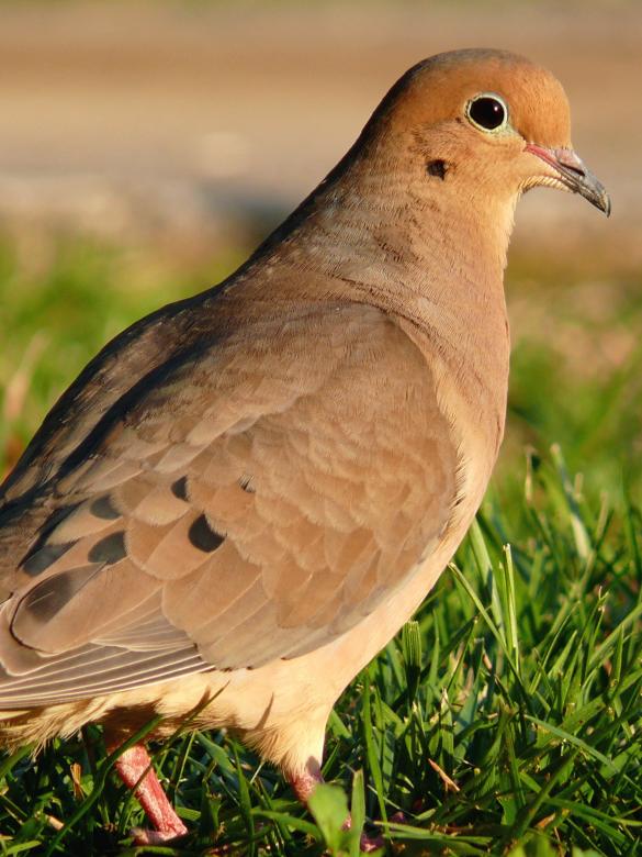 Free stock image of Mourning Dove created by Pixabay