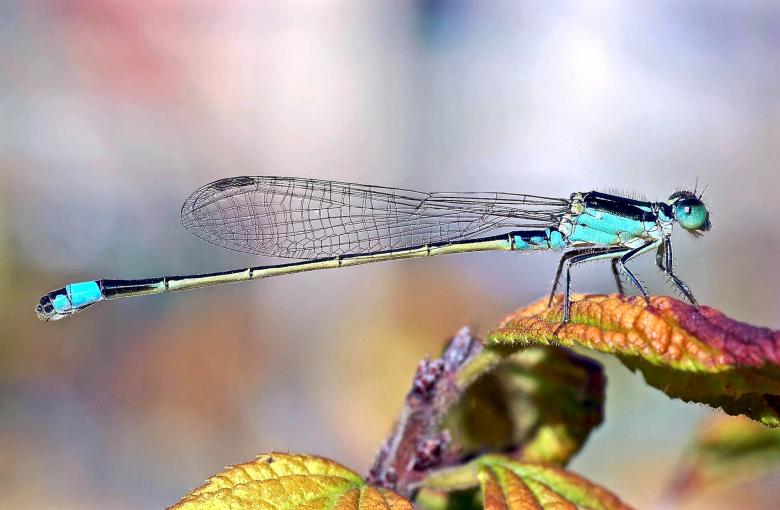 Free stock image of Swallowtail Damselfly created by Pixabay