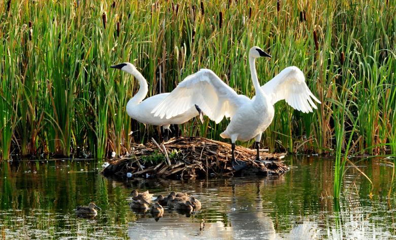 Free stock image of Trumpeter Swans created by Pixabay