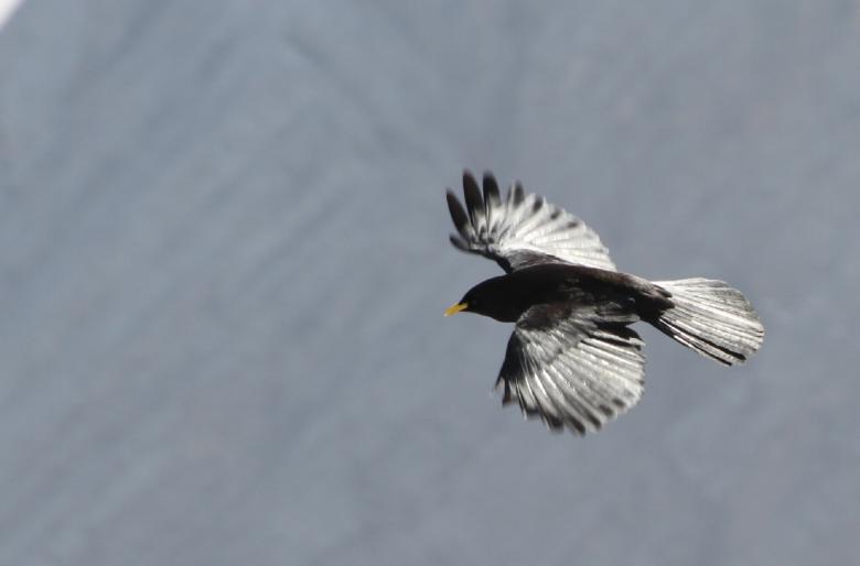 Free stock image of Alpine Chough created by Pixabay
