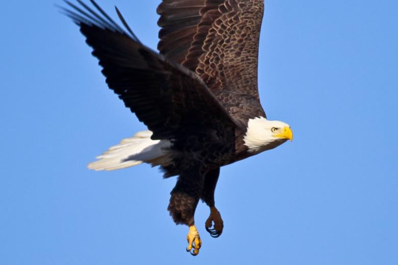 Free stock image of Bald Eagle created by Pixabay