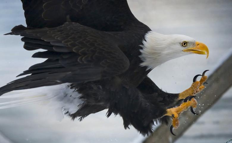 Free stock image of Bald Eagle created by Pixabay
