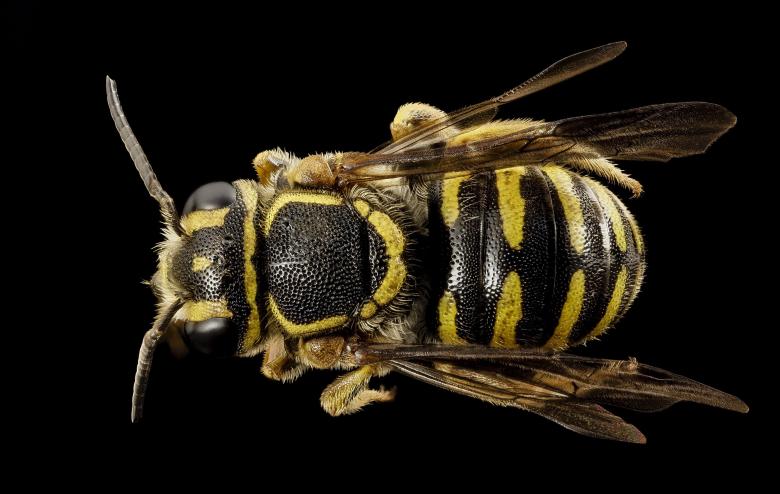 Free stock image of Bee Closeup created by Pixabay