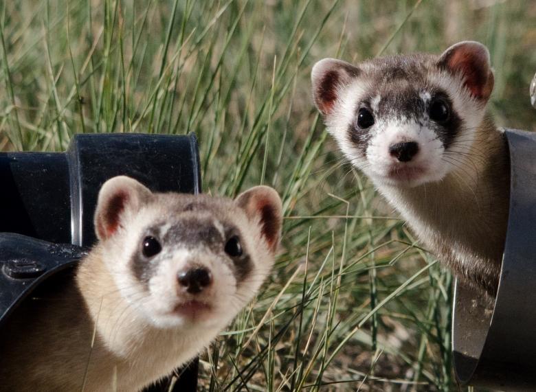 Free stock image of Black Footed Ferrets created by Pixabay