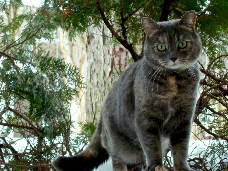 Free stock image of Pussy Cat created by Pixabay