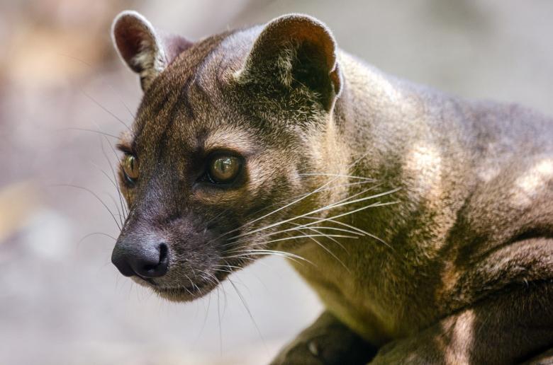 Free stock image of Fosa created by Pixabay