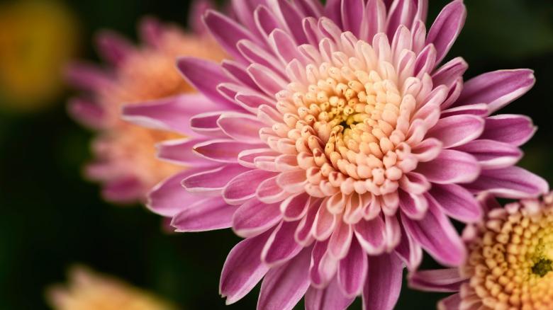 Free stock image of Chrysanthemum in the Garden created by Pixabay