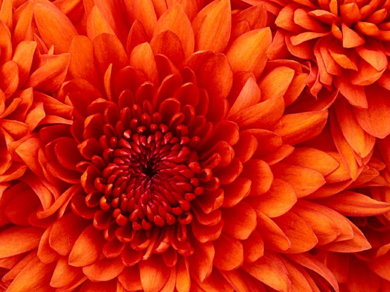 Free stock image of Chrysanthemum in the Garden created by Pixabay