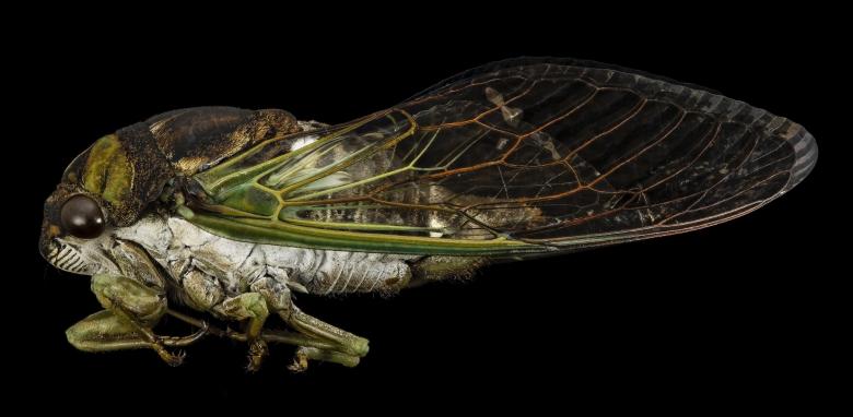 Free stock image of Cicada Closeup created by Pixabay