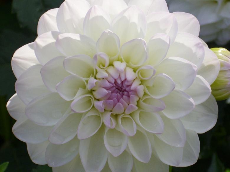Free stock image of Fresh Dahlia created by Pixabay