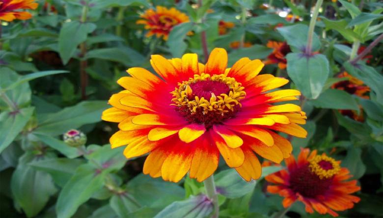 Free stock image of Flowers in the Garden created by Pixabay