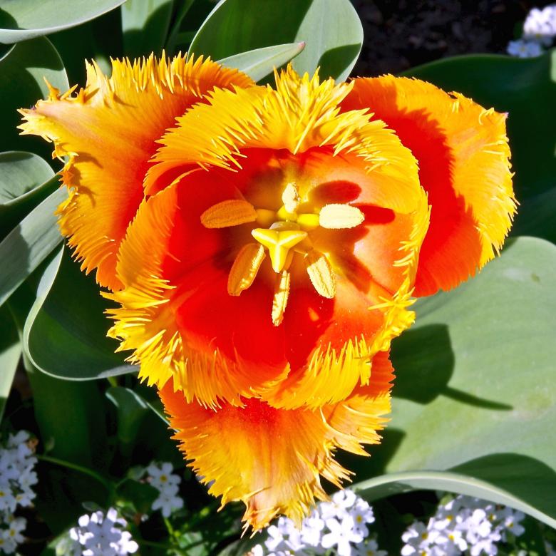 Free stock image of Flower in the Garden created by Pixabay