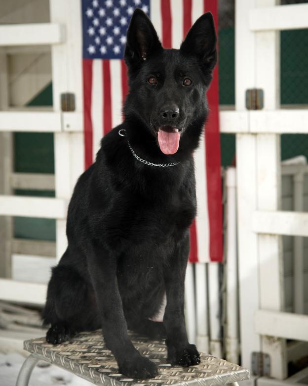 Free stock image of German Shepherd created by Pixabay