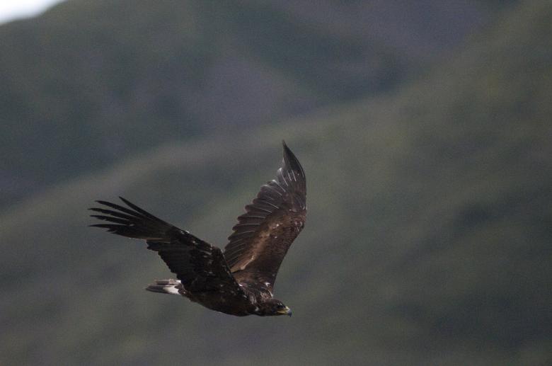 Free stock image of Golden Eagle created by Pixabay