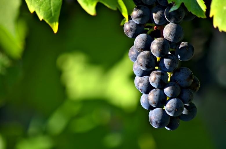 Free stock image of Fresh Grapes created by Pixabay