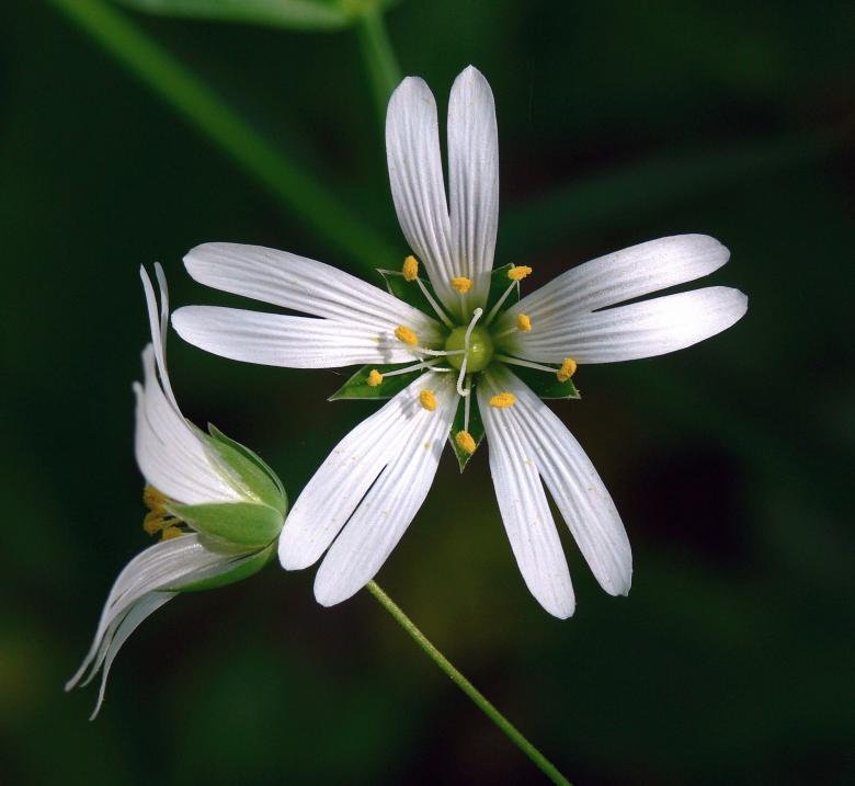 Free stock image of Stitchwort in the Garden created by Pixabay