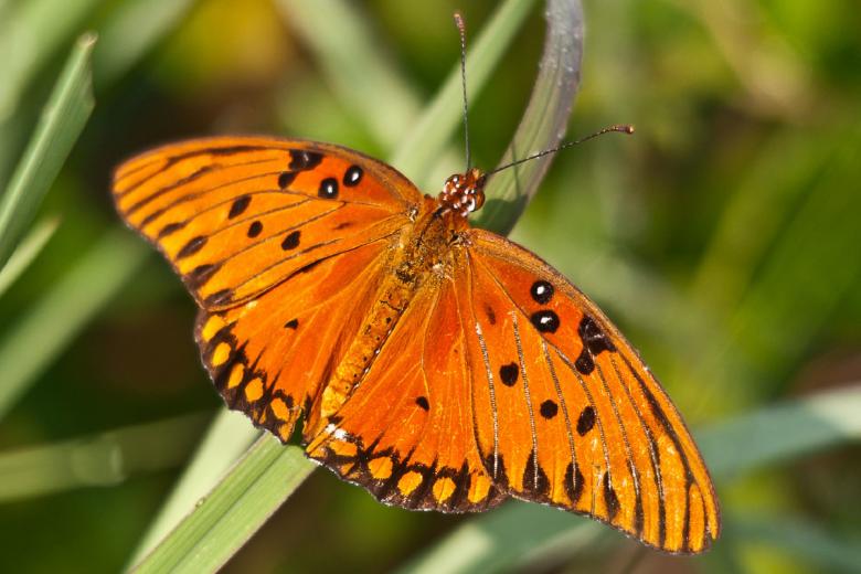 Free stock image of Gulf Fritillary created by Pixabay