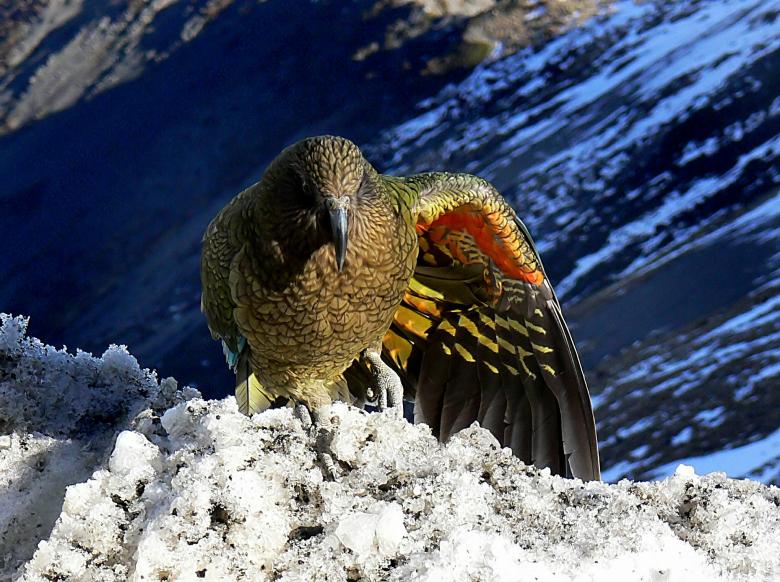 Free stock image of Wild Kea created by Pixabay