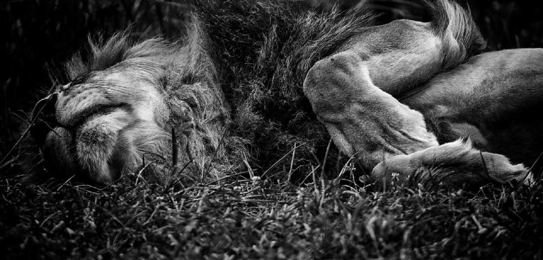 Free stock image of Sleeping Lion created by Pixabay